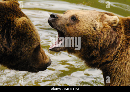 Nahaufnahme der Grizzlybär (Ursus Arctos Horribilis) brüllen Stockfoto