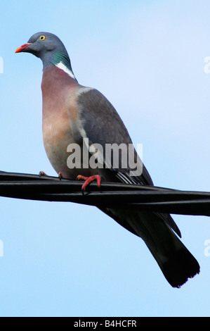 Nahaufnahme der Taube hocken auf elektrische Kabel Stockfoto