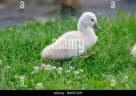 Nahaufnahme der Höckerschwan (Cygnus Olor) Cygnet Gras Stockfoto