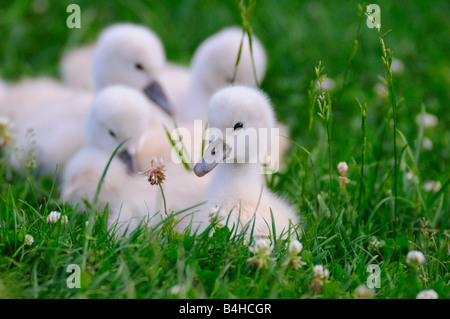 Nahaufnahme der Höckerschwan (Cygnus Olor) Cygnets Gras Stockfoto