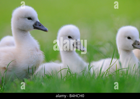 Nahaufnahme der Höckerschwan (Cygnus Olor) Cygnets Gras Stockfoto