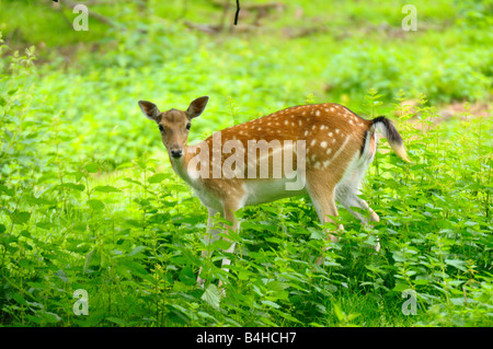 Damhirsch (Cervus Dama) Bock im Wald Stockfoto