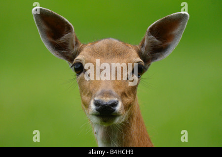 Nahaufnahme der Damhirsch (Cervus Dama) Bock, Bayern, Deutschland Stockfoto