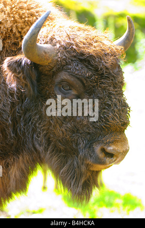 Nahaufnahme des europäischen Bisons (Bison Bonasus), Bayerischer Wald, Bayern, Deutschland Stockfoto