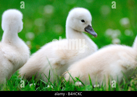 Nahaufnahme der Höckerschwan (Cygnus Olor) cygnets Stockfoto