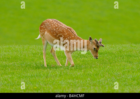 Damwild, Rotwild (Dama Dama) Weiden im Außendienst, Bayern, Deutschland Stockfoto
