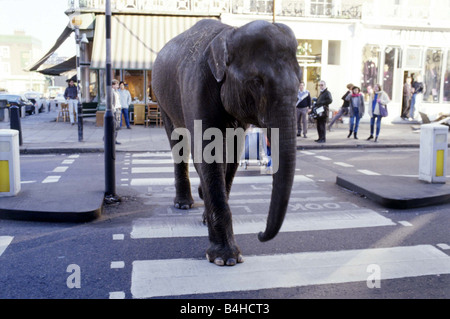 Gerry Cottle s Circus am Camden Lock in London Rani der indische Elefant beim Überqueren der Straße Dezember 1985 Stockfoto