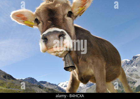 Nahaufnahme des Kalbes, Alto Adige, Trentino-Alto Adige, Italien Stockfoto