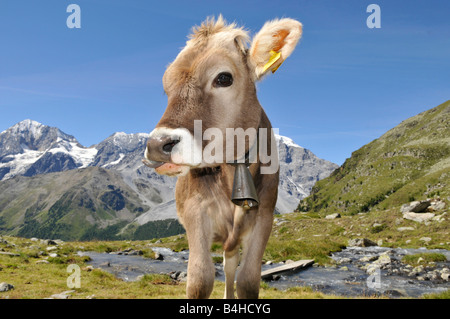 Nahaufnahme des Kalbes, Alto Adige, Trentino-Alto Adige, Italien Stockfoto