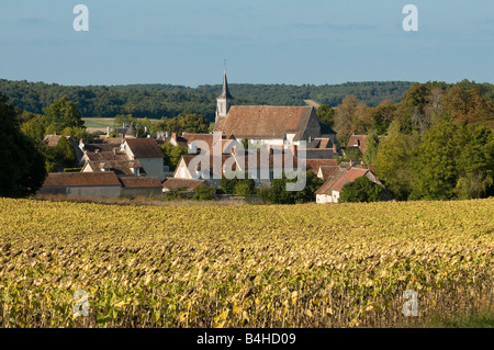 Boussay Dorfkirche und Sonnenblumen, Indre-et-Loire, Frankreich. Stockfoto