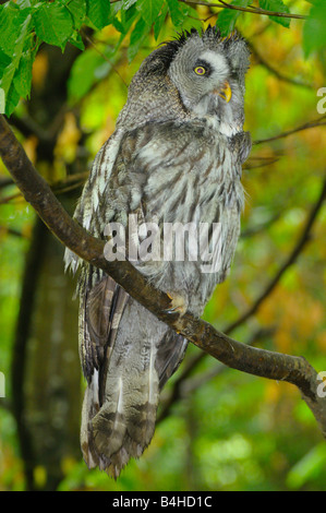Bartkauz (Strix Nebulosa) hocken auf Ast Stockfoto