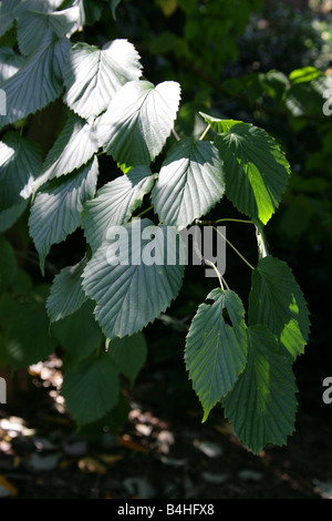 Der Taschentuchbaum Davidia involucrata Stockfoto