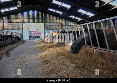 Kühe in einer Scheune, Fütterung auf silage Stockfoto