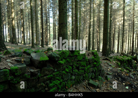 Sitka-Fichten und Steinmauer, Shropshire, England Stockfoto