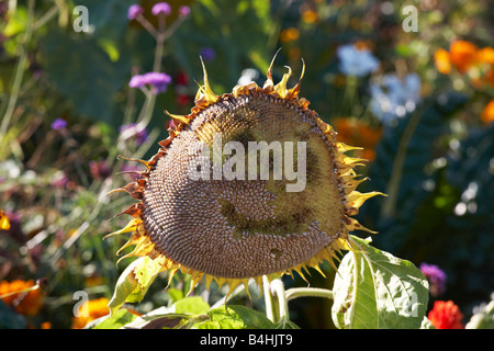 Eine sterbende Sonnenblume mit einem Smiley Stockfoto