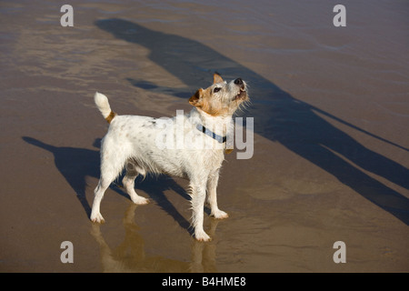 Jack Russell Terrier läuft am Cromer Beach an der North Norfolk Küste Stockfoto