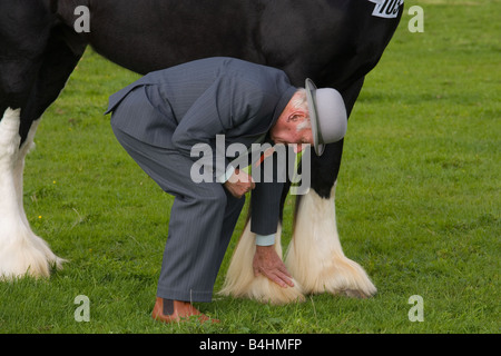 Shire Horse urteilen Norfolk UK September Stockfoto