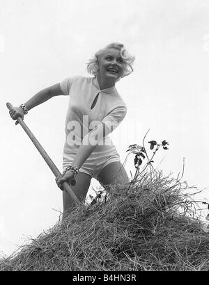 US-amerikanische Schauspielerin Barbara Payton in weißen Shorts und oben stehend auf einem Heuhaufen August 1952 Stockfoto