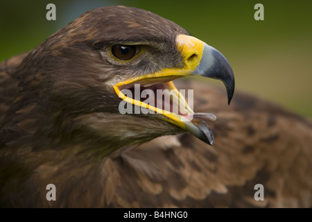 Steppe Eagle Aquila nipalenis Stockfoto