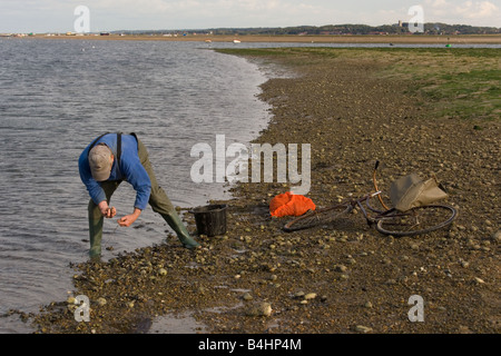 Unreinheiten Ernte im Blakeney Hafen Norfolk September Stockfoto