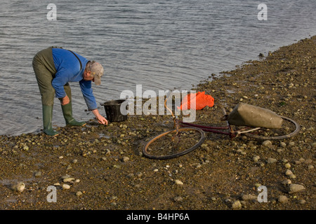 Unreinheiten Ernte im Blakeney Hafen Norfolk September Stockfoto