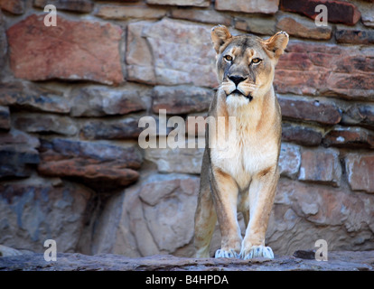 Eine weibliche Löwin, die vor der Kamera Stockfoto