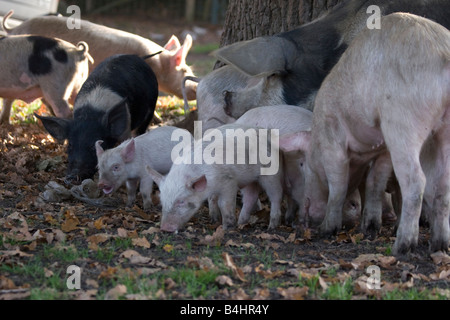 Schweine in der New Forest-England Stockfoto