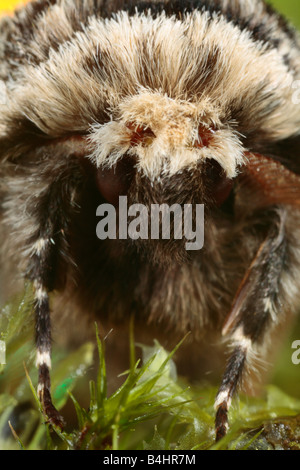 Leiter der eine männliche Eiche Beauty Motte (Biston Strataria). Powys, Wales. Stockfoto