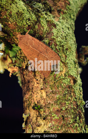 Gemeinsamen Quäker Motte (Orthosia Cerasi). Powys, Wales. Stockfoto