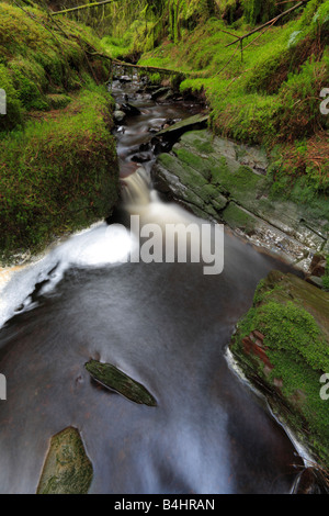 Kleiner Bach im Wald Hafren nahe Llanidloes, Powys, Wales. Stockfoto