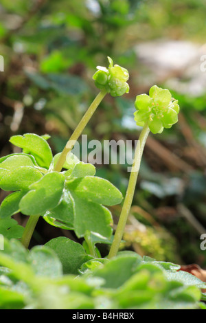 Blumen von Moschuskraut oder Rathaus Clock (Adoxa Moschatellina). Powys, Wales, UK. Stockfoto