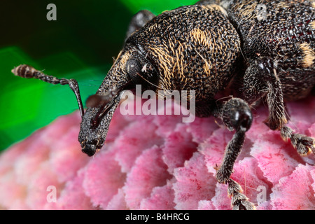 Rüsselkäfer (Hylobius Abietis) auf Sitka-Fichte Kiefer. Powys, Wales. Stockfoto