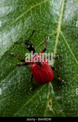 Hazel Leaf-Roller Weevil (Apoderus Coryli). Powys, Wales. Stockfoto