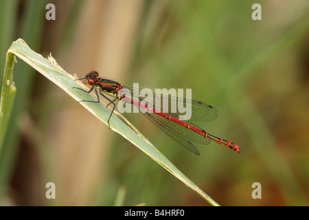 Große rote Damselfly (Pyrrhosoma Nymphula) Powys, Wales, UK. Stockfoto