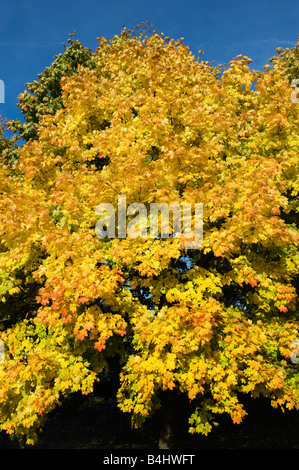 herbstliche Färbung Laub Ahorn Acer Herbst Blätter gelb rot grün bunt bunte Herbstfarben des Herbstes Staffel Deutschland Stockfoto