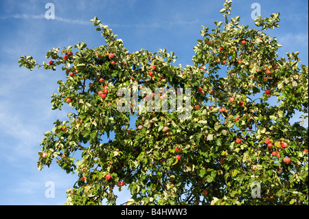 großen Apfelbaum mit reifen Äpfel zur Ernte blauer Himmel rote Äpfel reichen große Ernte Garten Gärtner rot grün gelbe Frucht bl Stockfoto