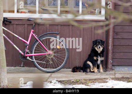 Ein Hund auf Kette vor einem Haus im Dorf Cicmany, Slowakei Stockfoto