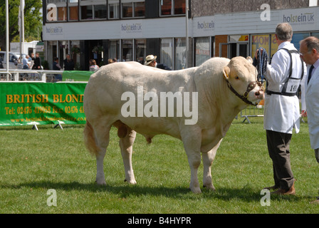 Britische Blonde Bull bei der Beurteilung von Ring Royal zeigen Stoneleigh Warwickshire Stockfoto