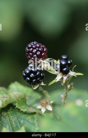 Brombeeren Stockfoto