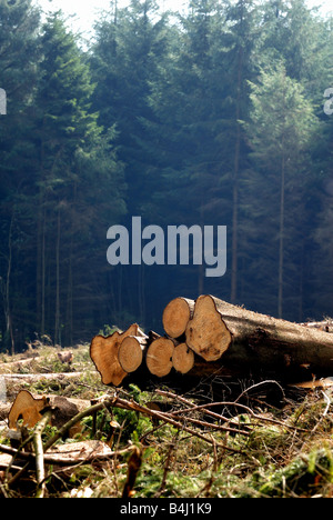 Gefällte Fichte Bäume im Wald, Shropshire UK Stockfoto