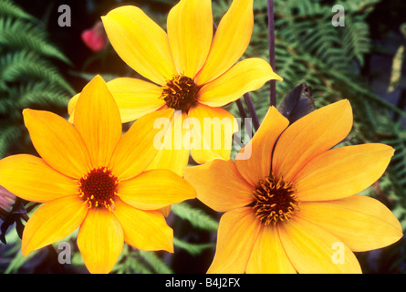 Dahlie Bischof von York gelbe Blume Blumen Garten Pflanzen Stockfoto