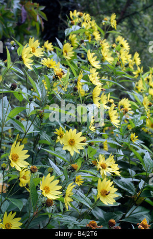 HELIANTHUS ZITRONE KÖNIGIN AGM Stockfoto