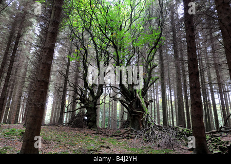 Edelkastanien kämpft für das Leben in einer Sitka-Fichte-Plantage, Shropshire Stockfoto