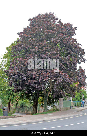 ACER PLATINOIDES CRIMSON KING AGM Stockfoto