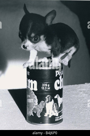 Chihuahua-Welpe auf einer Ahnentafel Chum Dose Hundefutter Januar 1981 Stockfoto