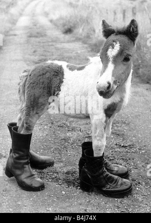 Pferde Shetland Pony Ponys Britains kleinsten Shetlandpony Glück wenn sie geboren wurde, war sie nur 14 Zoll haben sie lange warten, bis sie ein bisschen erwachsen bevor sie mit Hufeisen angebracht werden kann, steht Lucky in zwei Paaren von alten boot Stockfoto