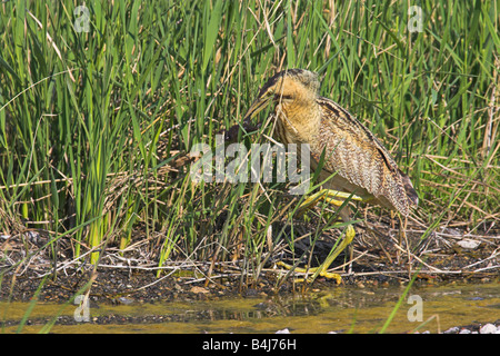 Große Rohrdommel Botaurus Stellaris kämpfen mit Seefrosch neben Schilfbeetes am East River Vatera, Lesbos, Griechenland im April. Stockfoto