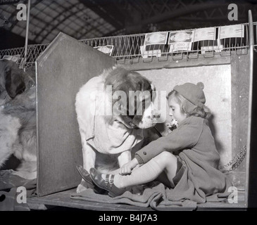 Geduld der Bernhardiner longly Besitzerin schaut wie sie ihr Sandwich im Jahr 1956 Crufts Dog isst show Mädchen sitzen Fütterung Hund Tiernahrung Kindheit Hund trägt Lätzchen Essen Stockfoto