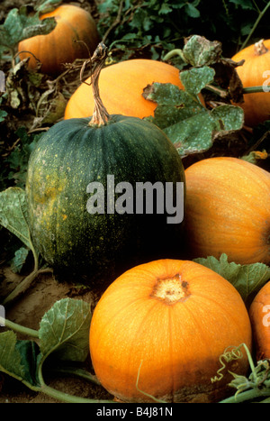 Kürbisfarm in New England, USA Stockfoto