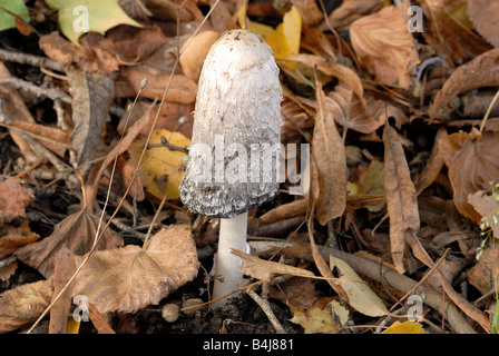 Parasol Pilz (Macrolepiota Procera) im Herbstlaub Stockfoto
